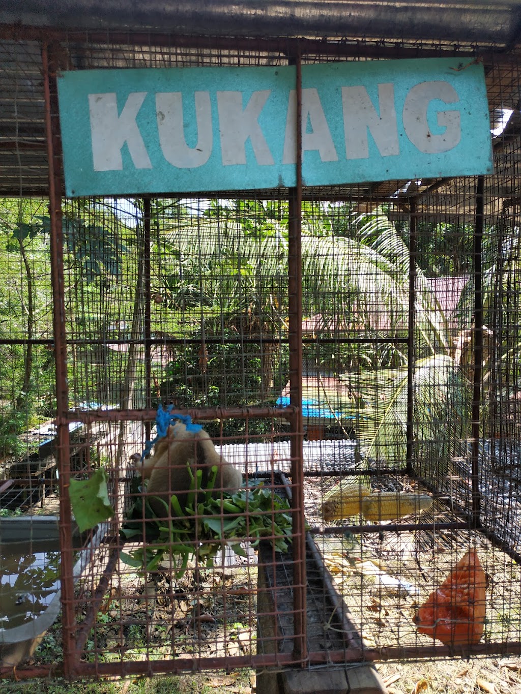 Jelajahi Taman Margasatwa Tandurusa: Surga Satwa di Sulawesi Utara Jelajahi Taman Margasatwa Tandurusa: Surga Satwa di Sulawesi Utara